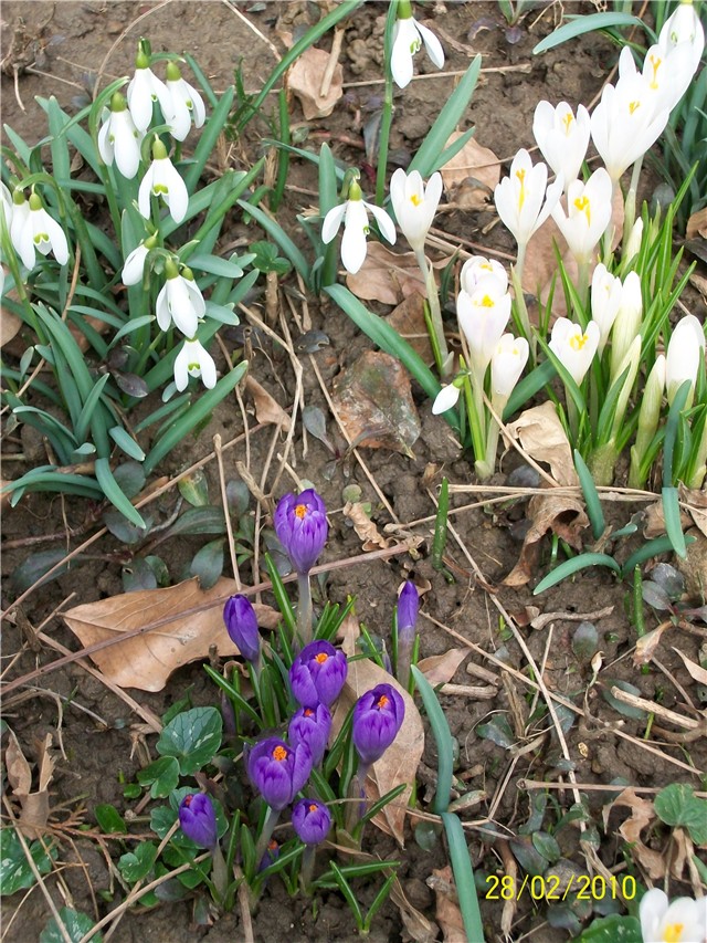 šafrani - lat. crocus